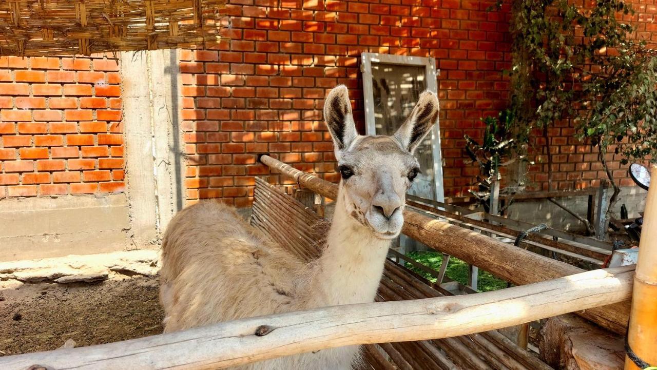 La Colpa Hotel Chincha Baja Kültér fotó